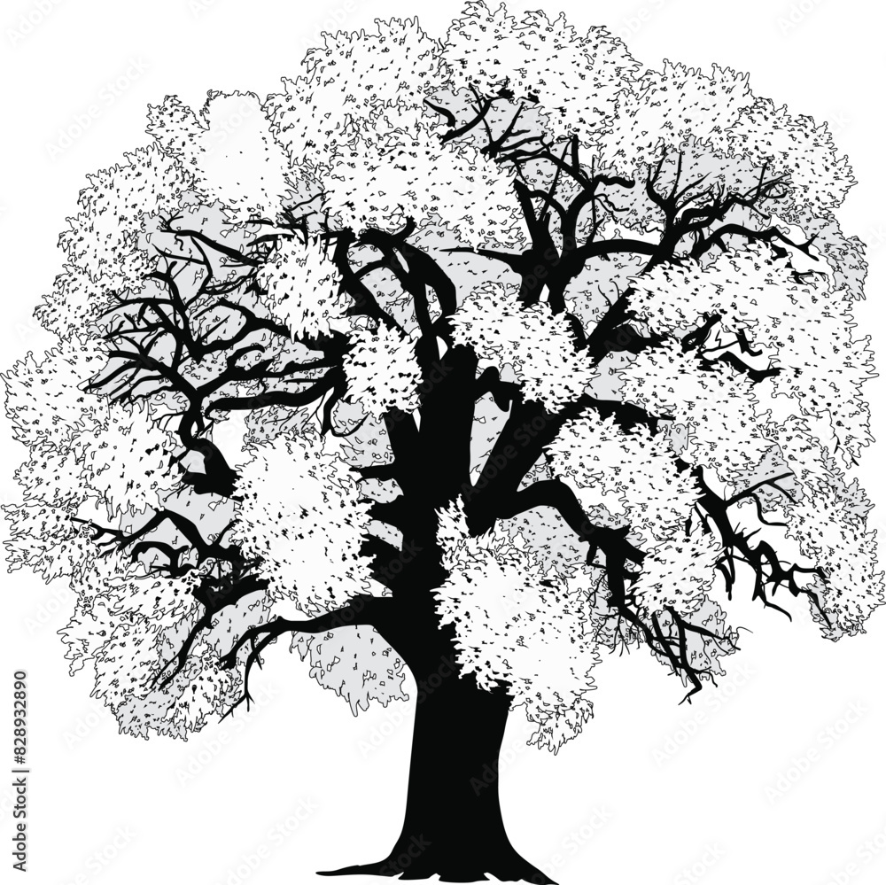 Wall mural isolated lush old tree black outline on white