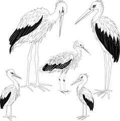 five storks sketches collection on white background