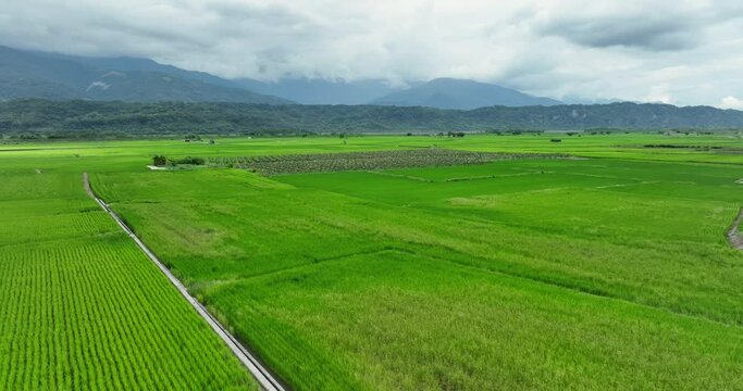 Drone fly over Yuli rice field in Taiwan