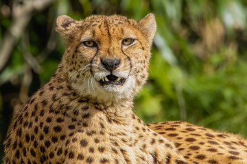 Cheetah portrait