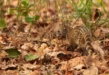 Small Indian civet in the jungle of  Bhandavgarh Tiger Reserve, Madhya pradesh, India