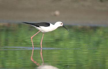 A Black-winged Stilt finding food