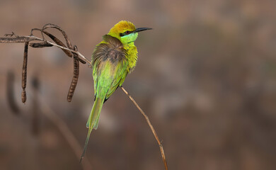 An Asian Green Bee-eater sitting in a perch