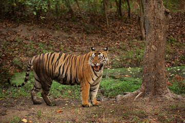Obraz premium Portrait of a tiger at Bhandavgarh Tiger Reserve, Madhya pradesh, India