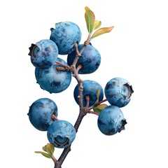 Group of fresh blueberries isolated on transparent background