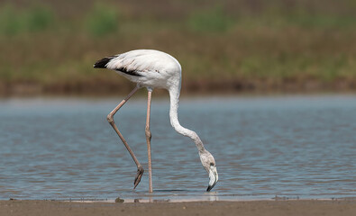 Greater Flamingo feeding in a pond