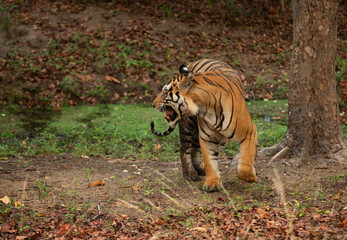 Fototapeta premium A tiger in the morning hours at Bhandavgarh Tiger Reserve, Madhya pradesh, India
