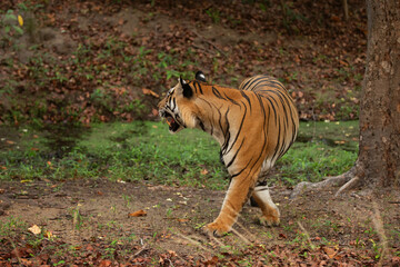 A tiger at BhandavgarhTiger Reserve, Madhya pradesh, India