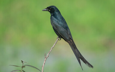 Black Drongo on a perch