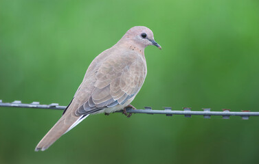 Laughing Dove on a wire