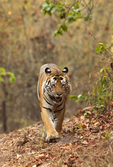 A tiger on walk at BhandavgarhTiger Reserve, Madhya pradesh, India