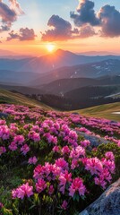 Obraz premium A field of colorful flowers with the sun setting in the background, creating a warm glow over the landscape