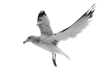 isolated herring gull in free flight