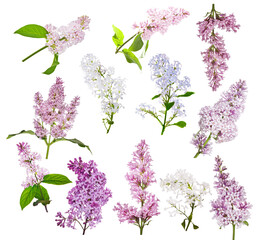 set of twelve lilac flower branches isolated on white