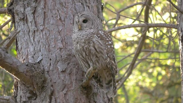 An adult bard owl takes off into flight after perching on a tree branch