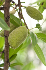 Almond fruits on a tree in the garden.