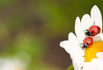 Ladybugs on a daisy in the meadow. Growing medicinal herbs.