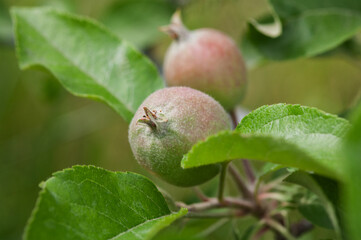 Small apple fruit on a branch in an apple orchard. growing fruit in the garden.