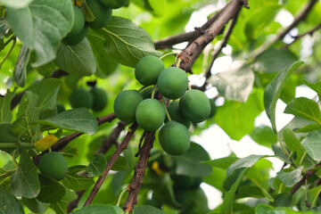 Growing plums in an orchard. Unripe plum fruits on the branches.