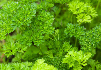 Parsley growing in a garden bed.