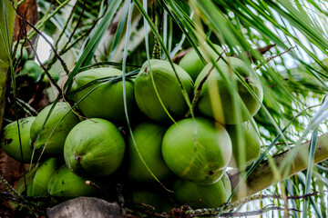 a coconut tree with several green coconuts on it's branch