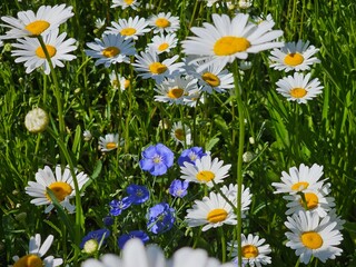 Fototapeta premium daisies in the grass