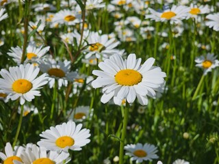 daisies in a field,daisy close up, beautiful flower