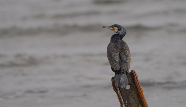 Great Cormorant Perched on a Wooden Stake by Water