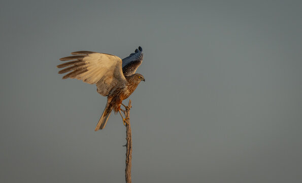 Majestic Circus aeruginosus of prey perched on tree stump in Toledo
