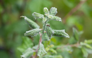 plum tree infested with spider baptism and aphids in the garden.The use of insecticides in...