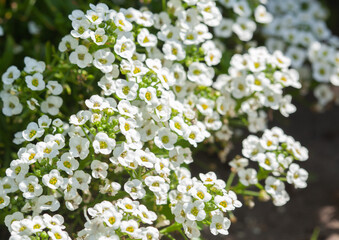 White small alyssum flowers in the garden.
