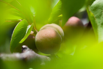 Apricot fruits on a tree in the garden. Fruit growing.