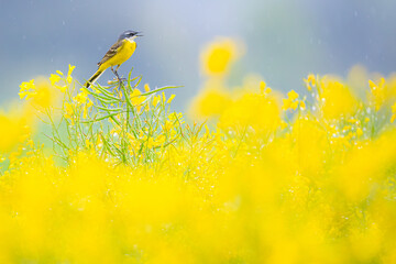 Yellow Motacilla flava perched in vibrant yellow rapeseed fields, Vitoria, Spain