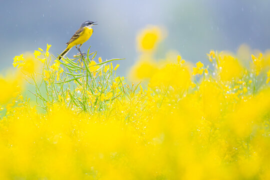 Yellow Motacilla flava perched in vibrant yellow rapeseed fields, Vitoria, Spain