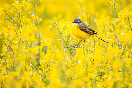 Vibrant yellow Motacilla flava perched amidst yellow rapeseed fields in Vitoria