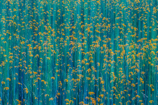 Dense field of blooming yellow iris flowers in Vitoria, Spain