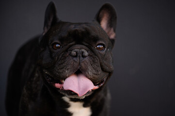 Close-up portrait of black French bulldog with his tongue hanging out, looking at camera, against...