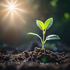 Save to Library Download Preview Preview Crop Find Similar FILE #: 665497972 The seedling are growing from the rich soil to the morning sunlight that is shining, ecology concept