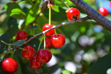 Stone platform pedestal in tropical forest for product presentation and green forest.3D rendering