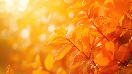 Vivid orange blurred nature backdrop