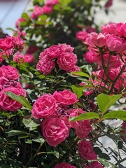 Wild roses in the Garden 