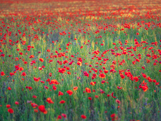 view to a lot of red poppies on a field in sunset