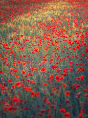 portrait view to poppies meadow in last sun rays