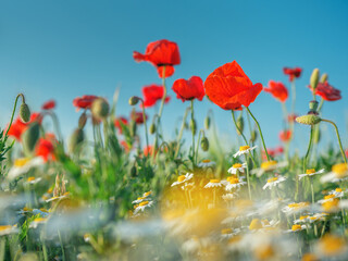 close up view to meadow with camomile and red poppies