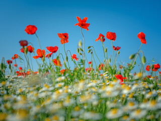 beautiful meadow with red poppies and camomile on foreground with blue sky on background