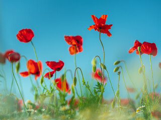 view to red poppies on a meadow with view to blue sky