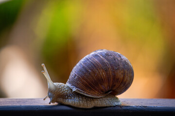 snail