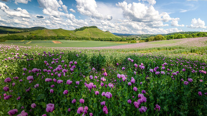 Obraz premium Mohnblumen