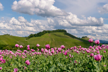 Obraz premium Mohnblumen