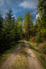 Fototapeta premium Path in Jizerske mountains in sunny spring day